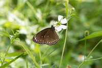 Euploea core graminifera-4429