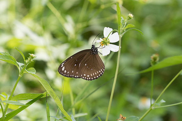 Euploea core graminifera-4429