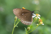 Euploea core-4063