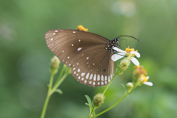 Euploea core-4063