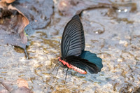 Atrophaneura aidoneus-6607 - Doi-Suthep - 10/03/23