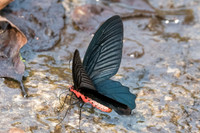 Atrophaneura aidoneus-6610 - Doi-Suthep - 10/03/23
