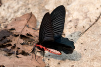 Atrophaneura aidoneus-6706 - Doi-Suthep - 10/03/23