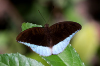 Tanaecia godartii