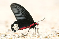 Atrophaneura varuna - Burmese Batwing