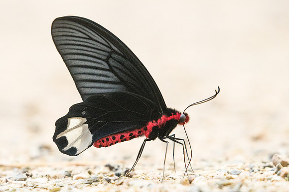 Atrophaneura varuna zaleucus - Chiang Dao - 15/11/23 - 1732