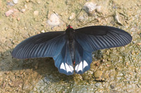 Atrophaneura varuna zaleucus-8706 - Chiang Dao - 11/03/23