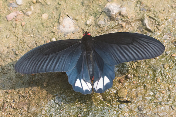 Atrophaneura varuna zaleucus-8706 - Chiang Dao - 11/03/23