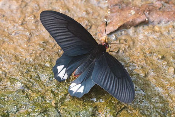 Atrophaneura varuna zaleucus-8481 - Chiang Dao - 11/03/23
