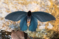 Atrophaneura aidoneus-6651 - Doi-Suthep - 10/03/23