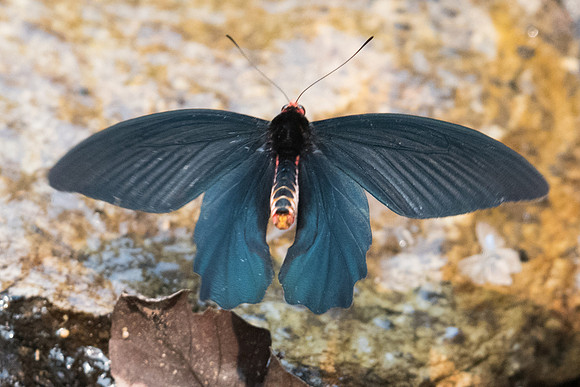 Atrophaneura aidoneus-6651 - Doi-Suthep - 10/03/23