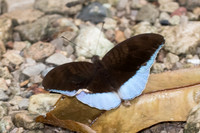 Cynitia godartii asoka-7228 - Khao Phanom Bencha National Park - 28/11/23