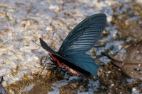 Atrophaneura aidoneus-6601 - Doi-Suthep - 10/03/23