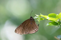 Euploea klugii