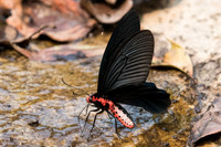 Atrophaneura aidoneus-6682 - Doi-Suthep - 10/03/23