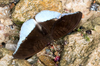 Cynitia godartii asoka-7370 - Khao Phanom Bencha National Park - 28/11/23