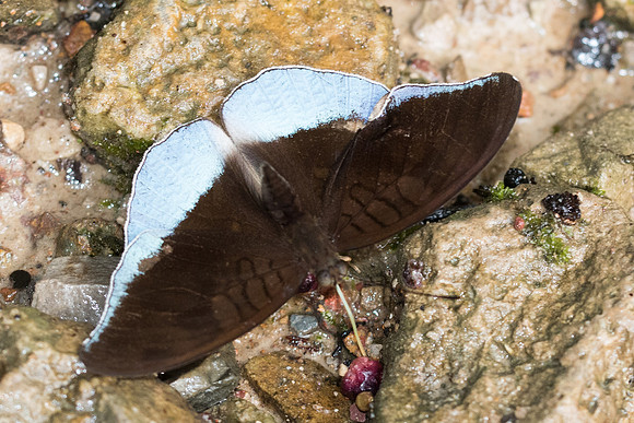 Cynitia godartii asoka-7370 - Khao Phanom Bencha National Park - 28/11/23