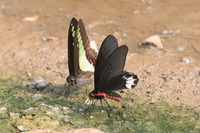 Atrophaneura varuna et graphium sarpedon - 8946 - Chiang Dao - 11:03/23