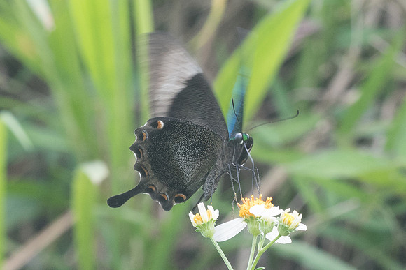 Papilio palinurus palinurus-8168 - Koh Samui - 16/03/23