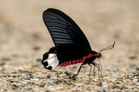 Atrophaneura varuna zaleucus - Chiang Dao - 15/11/23 - 1726