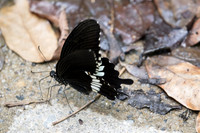 Papilio polytes-1303 - Koh Samui - 18/03/23