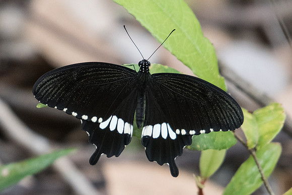 Papilio polytes romulus-0807 - Koh Samui - 18/03/23