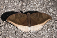 Cynitia lepidea-3693 - Chiang Rai - 20/11/23