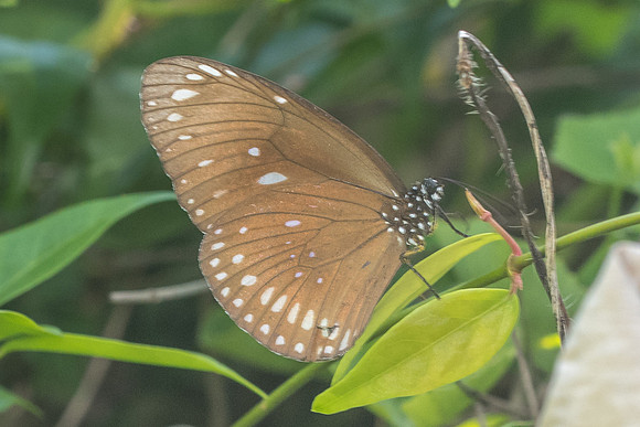Euploea core graminifera-9916 Koh Samui - 17/03/23