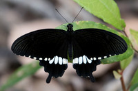 Papilio polytes romulus-0831 koh Samui - 18/03/23