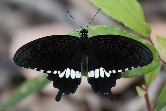Papilio polytes romulus-0831 koh Samui - 18/03/23