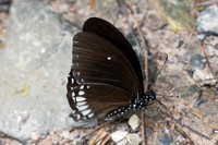 Papilio castor - Raven
