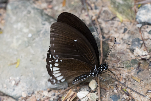 Papilio castor mahadeva-4918 - Phanom Bencha Mountain Resort - 23/11/23