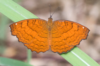 Ariadne ariadne pallidior-2612 - Chiang Rai - 18/11/23
