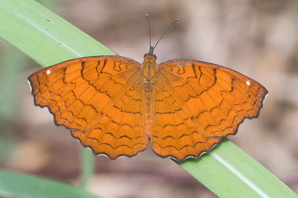 Ariadne ariadne pallidior-2612 - Chiang Rai - 18/11/23
