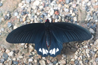 Atrophaneura varuna -Chiang Dao - 14/11/23 - 1445
