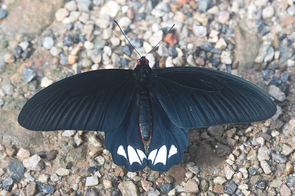 Atrophaneura varuna -Chiang Dao - 14/11/23 - 1445