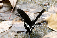 Papilio polytes-1282 - Koh Samui - 18/03/23