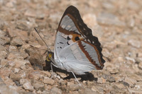 Mimathyma ambica miranda-9185 - Chiang Dao - 14/11/23