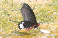 Atrophaneura varuna zaleucus-8636 - Chiang Dao - 11/03/23