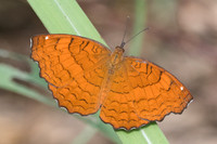 Ariadne ariadne