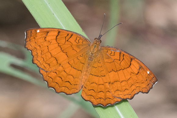 Ariadne ariadne pallidior-2604 Chiang Rai - 18/11/23