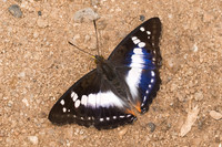Mimathyma ambica miranda-0898- Chiang Dao  - 11/03/23