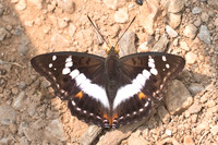 Mimathyma ambica
