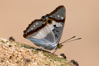 Mimathyma ambica miranda-1806 - Chiang dao - 11/03/23