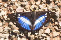 Mimathyma ambica miranda-1483 - Chiang Dao - 14/11/23