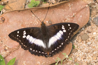 Mimathyma ambica miranda-3894- Chiang Dao  - 12/03/23