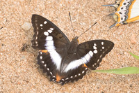 Mimathyma ambica miranda-3888  - Chiang Dao - 12/03/23