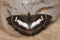 Mimathyma ambica miranda-4376- Chiang Dao  - 12/03/23