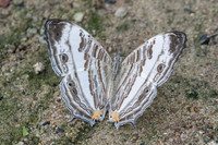 Cyrestis cocles earli-1786  Koh Samui - 18/03/23