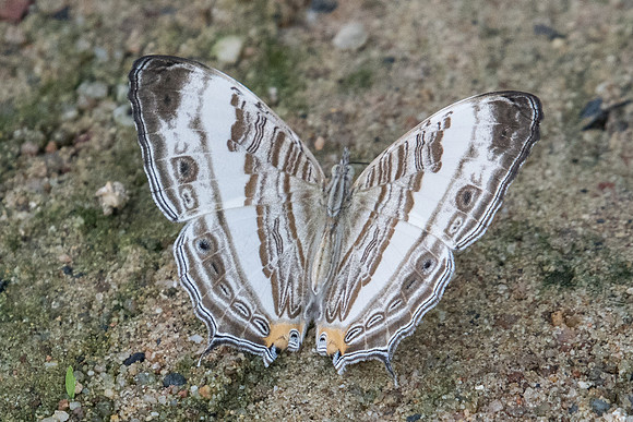Cyrestis cocles earli-1786  Koh Samui - 18/03/23